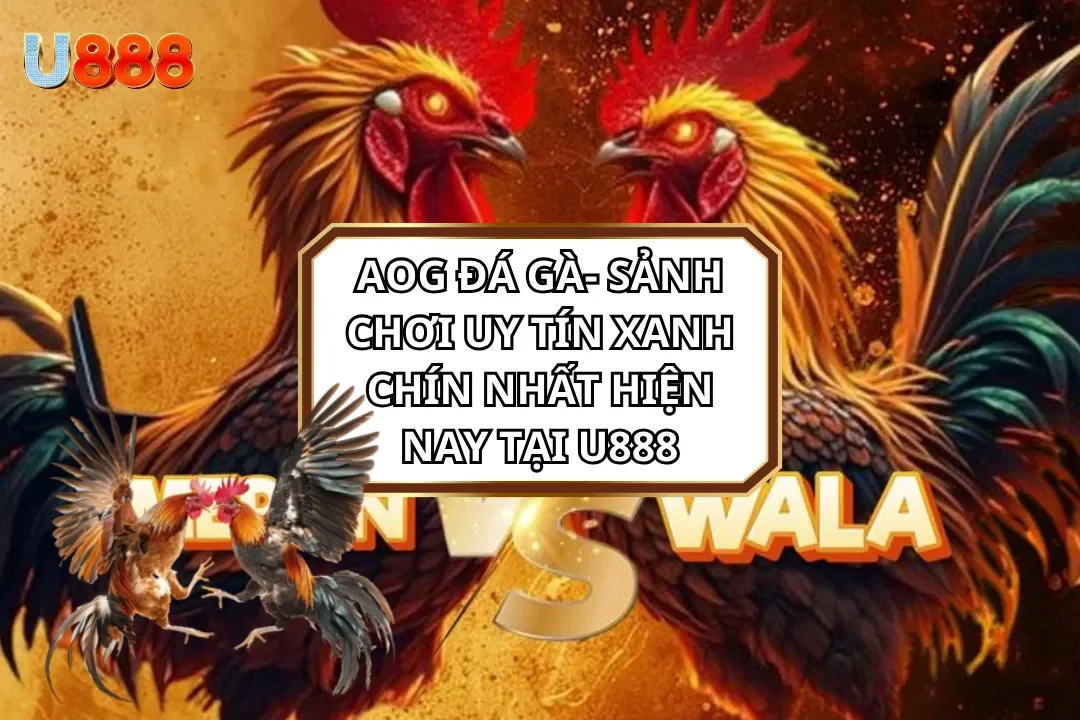 Sảnh AOG Đá Gà - Sảnh Chơi Uy Tín Xanh Chín Tại U888