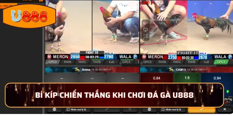 Bí kíp chiến thắng khi chơi đá gà U888 cho người chơi