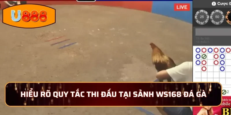 Hiểu rõ quy tắc thi đấu tại sảnh WS168 đá gà