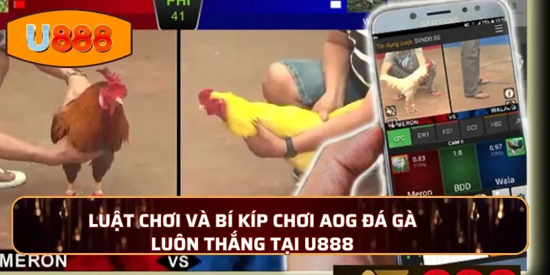 Luật chơi và bí kíp chơi AOG đá gà luôn thắng tại U888