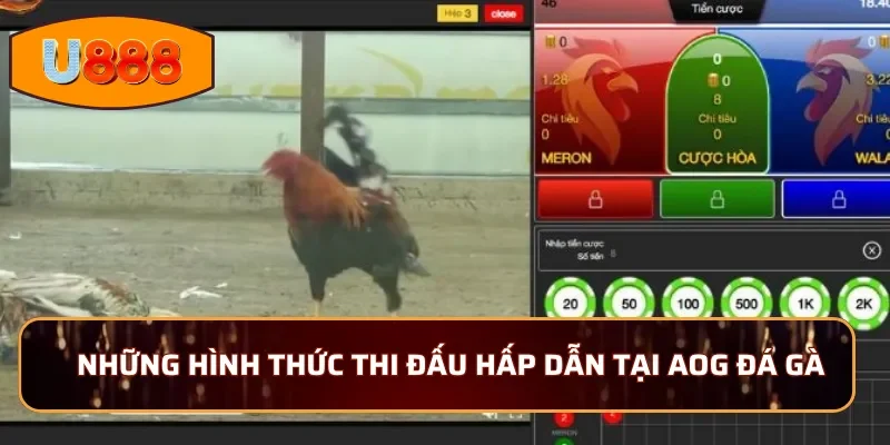 Những hình thức thi đấu hấp dẫn tại sảnh AOG đá gà