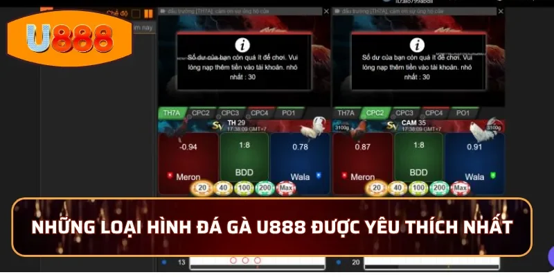 Những loại hình đá gà U888 được yêu thích nhất