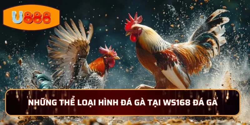 Những thể loại hình đá gà hàng đầu tại WS168 đá gà