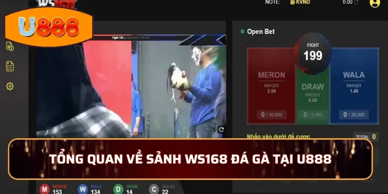 Tổng hợp mẹo dự đoán đá gà hiệu quả tại WS168 đá gà