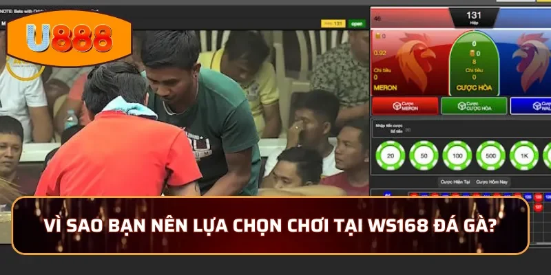 Vì sao bạn nên lựa chọn chơi tại WS168 đá gà?